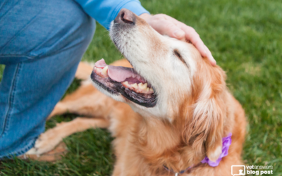Supporting Veterinary Clients After the Loss of a Pet
